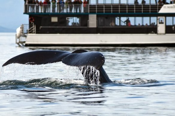 Whale Watching: die 10 besten Orte, um Wale zu treffen