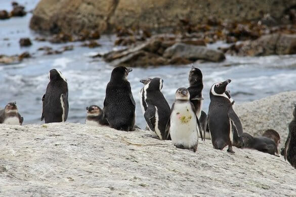 Wo leben Pinguine? Reiseziele für Pinguin-Fans!