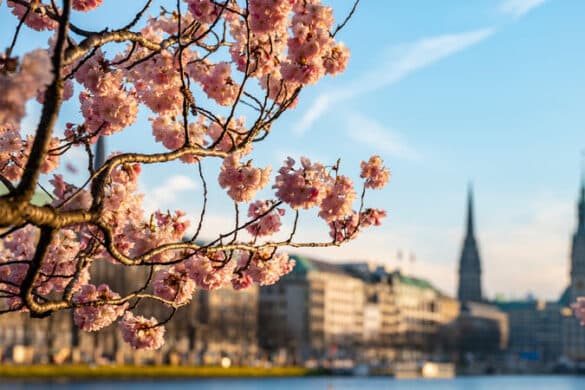 Japanische Kirschblüte: An diesen 4 Orten ist sie besonders schön