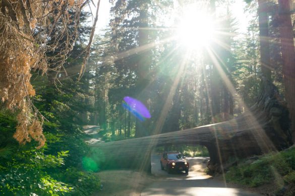 Sequoia National Park: Highlights, Tipps & Wissenswertes