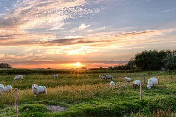 Pellworm: Mini-Irland in der Nordsee