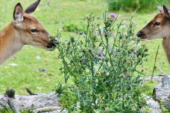 Die coolsten Wildparks in NRW