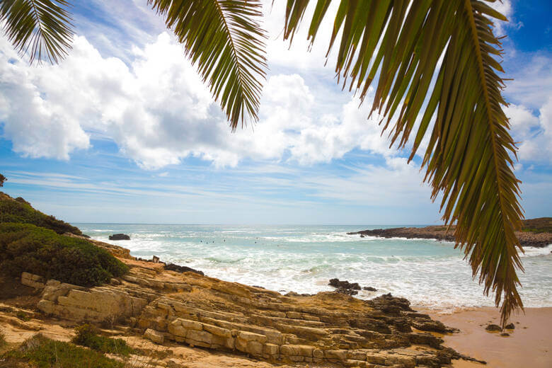 Palmenblätter an einem Strand in Portugal