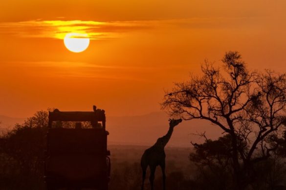 Safari-Kleidung: das muss ins Gepäck