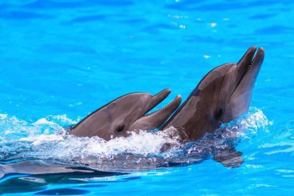 Mit Delfinen schwimmen: ein unvergessliches Erlebnis