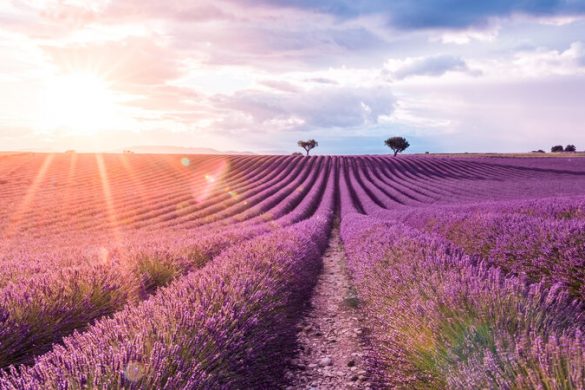 Roadtrip durch Südfrankreich: zwischen Lavendelfeldern und Mittelmeerküste