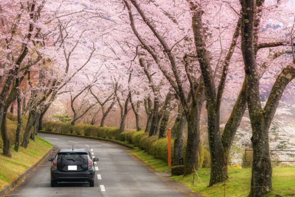 7 Reiseziele, wo sich der Frühling von seiner schönsten Seite zeigt