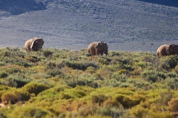 Hier sind 5 Orte nahe Kapstadt, wo Sie eine Safari-Tour machen können